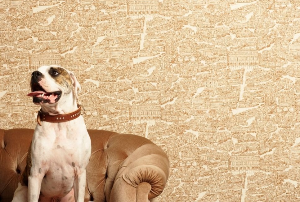 Co znaczy, gdy pies saneczkuje?