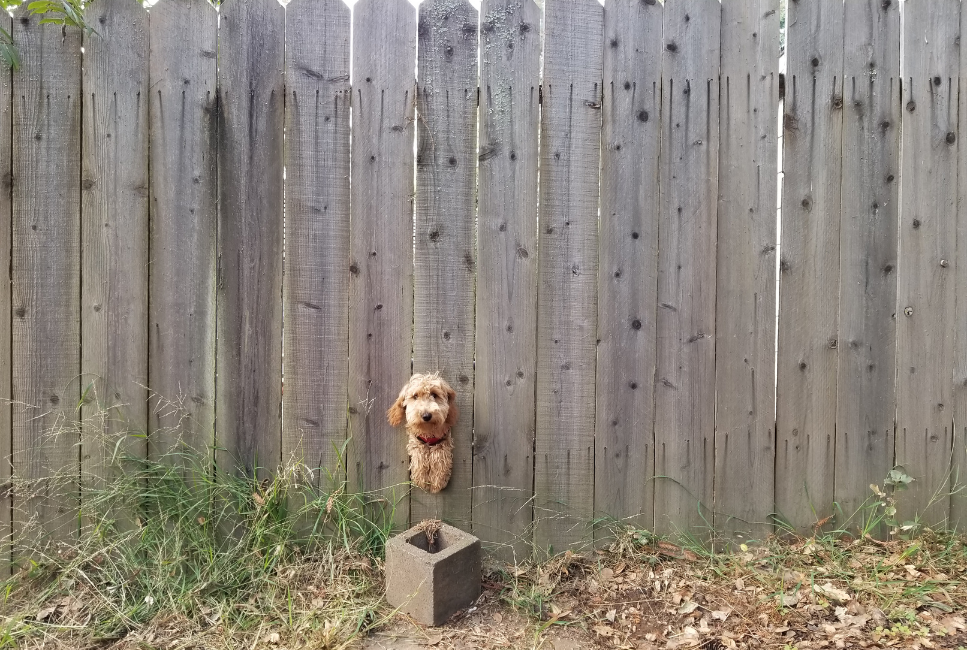 Dlaczego pies ucieka i jak temu zaradzić? Odpowiadamy!