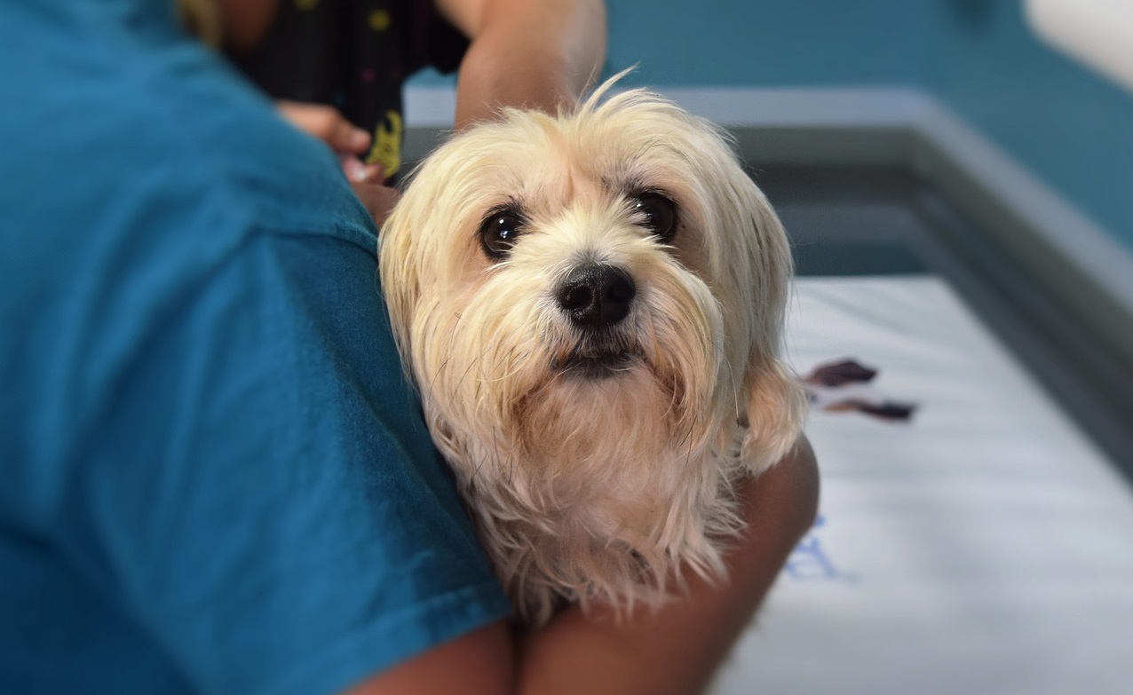 Katar i kaszel u psa, czyli czy pies może się przeziębić?