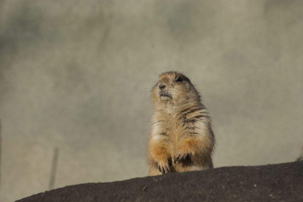 Piesek preriowy (nieświszczuk) – najważniejsze informacje o gatunku