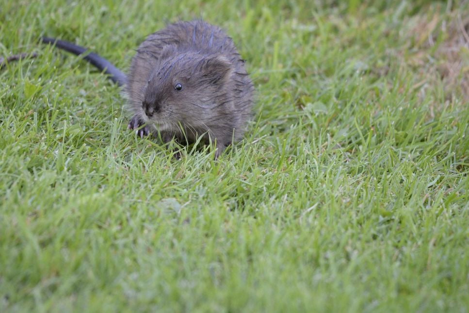 Piżmak – czy to jest szczur wodny? Najważniejsze informacje o gatunku