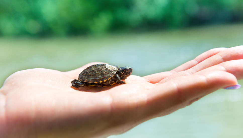 Jak rozpoznać płeć żółwia wodno-lądowego?