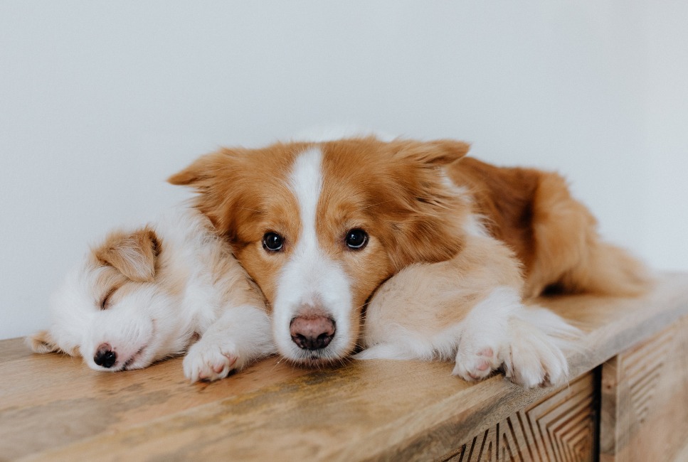 Płochacz holenderski (Kooikerhondje) – Encyklopedia psów