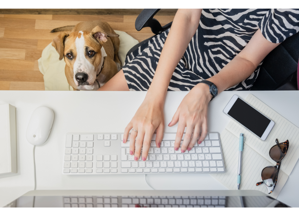 Wzrasta podatek od psa - przygotuj się na większe opłaty od kolejnego roku