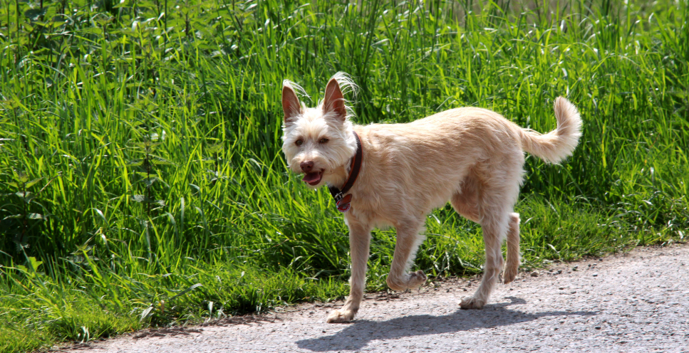 Podengo portugalski - encyklopedia ras psów