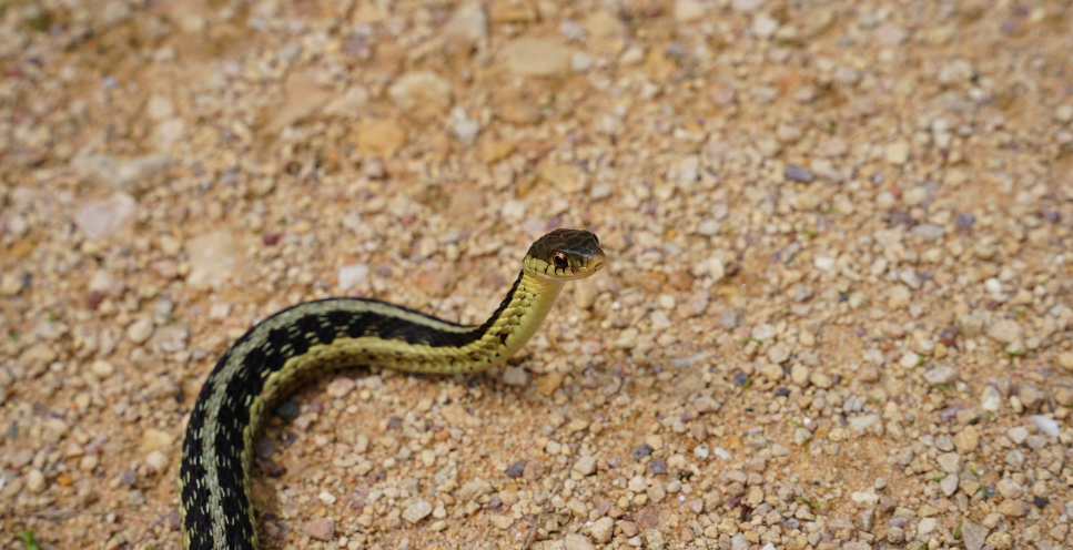 Wąż pończosznik - najważniejsze informacje