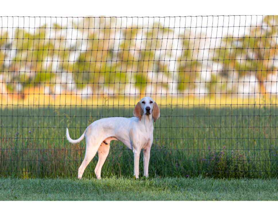 Porcelaine (gończy francuski) – Encyklopedia psów
