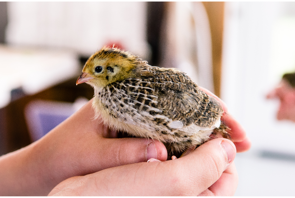 Przepiórki - czy mogą być zwierzętami domowymi?
