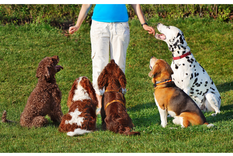 Rasy hybrydowe psów - niebezpieczna moda?