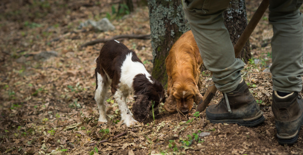 Jaki jest pies na trufle? Rasy i szkolenie