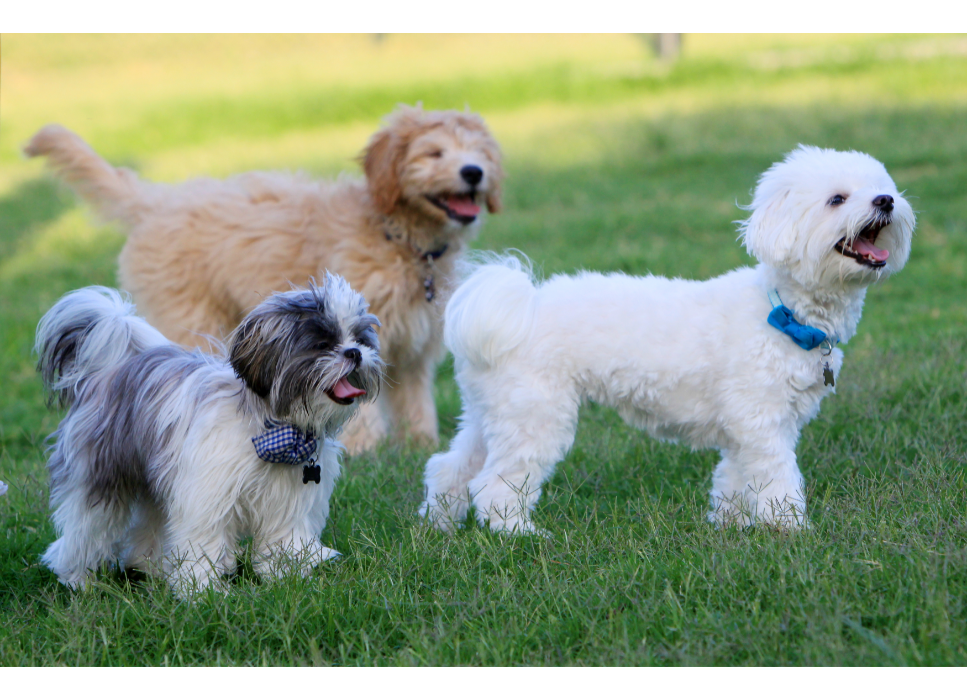 Grupa IX FCI: Psy ozdobne i do towarzystwa