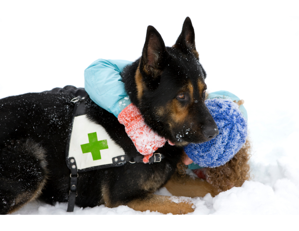 Jak pracują psy ratownicze? Poznaj podział i rekomendowane rasy