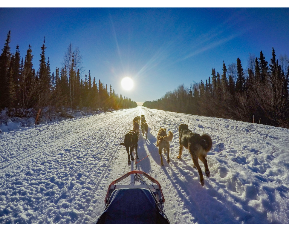 Czym charakteryzują się psy zaprzęgowe i jakie mają potrzeby?