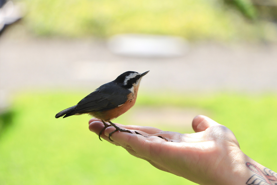 Jakie ptaki śpiewają nad ranem, a jakie w nocy? Poznaj śpiewające ptaki w Polsce