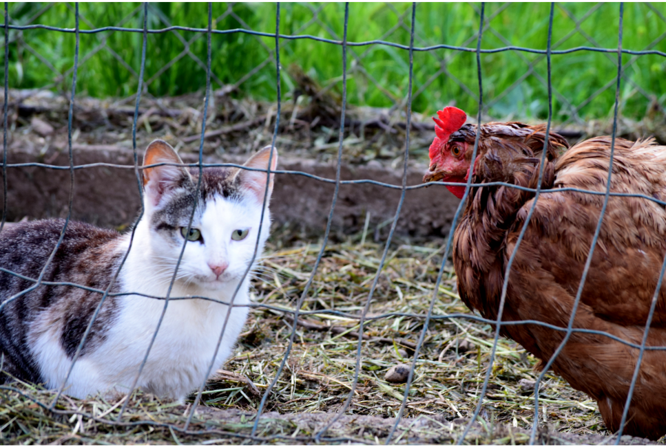 Ptasia grypa u kotów (wirus H5N1)