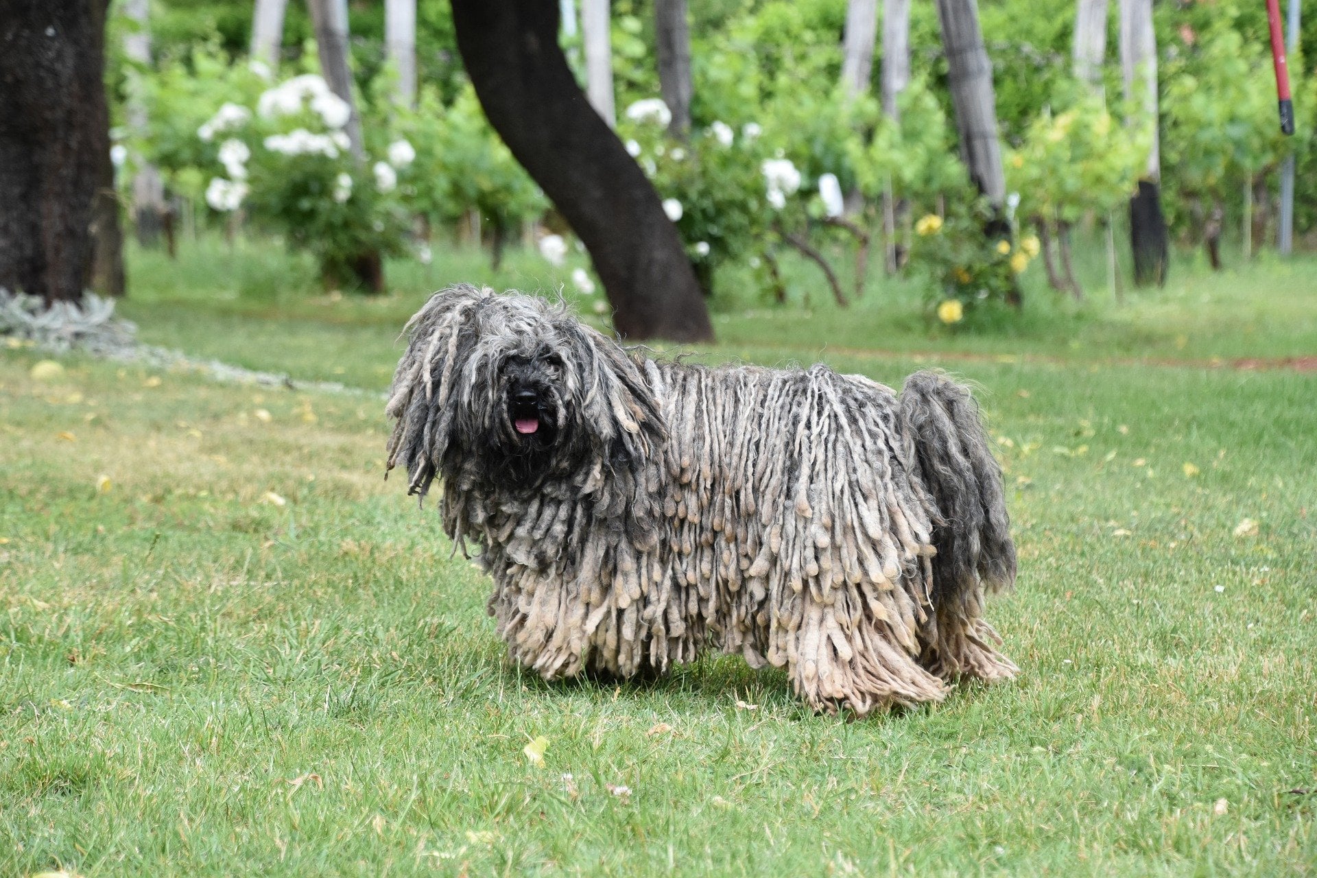 Komondor (owczarek węgierski) – najważniejsze informacje o rasie