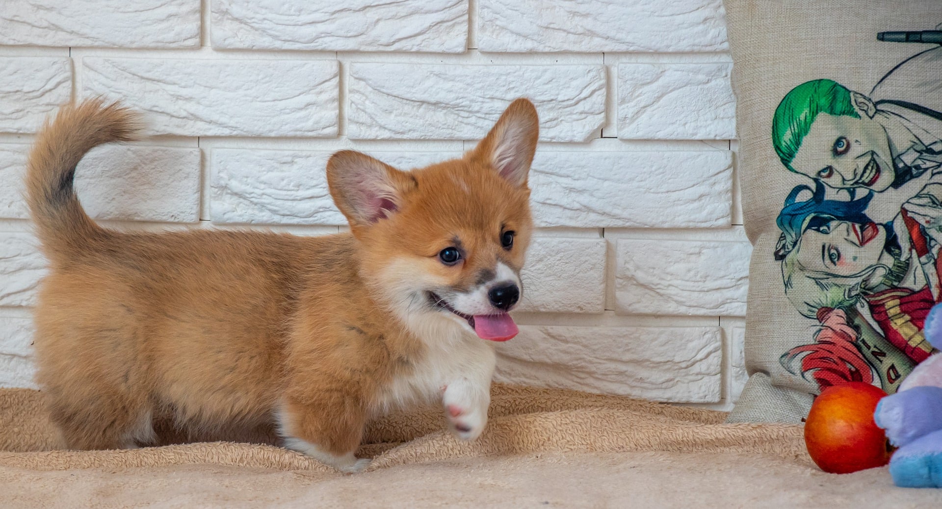 Pierwsze dni szczeniaka w nowym domu – jak się przygotować?