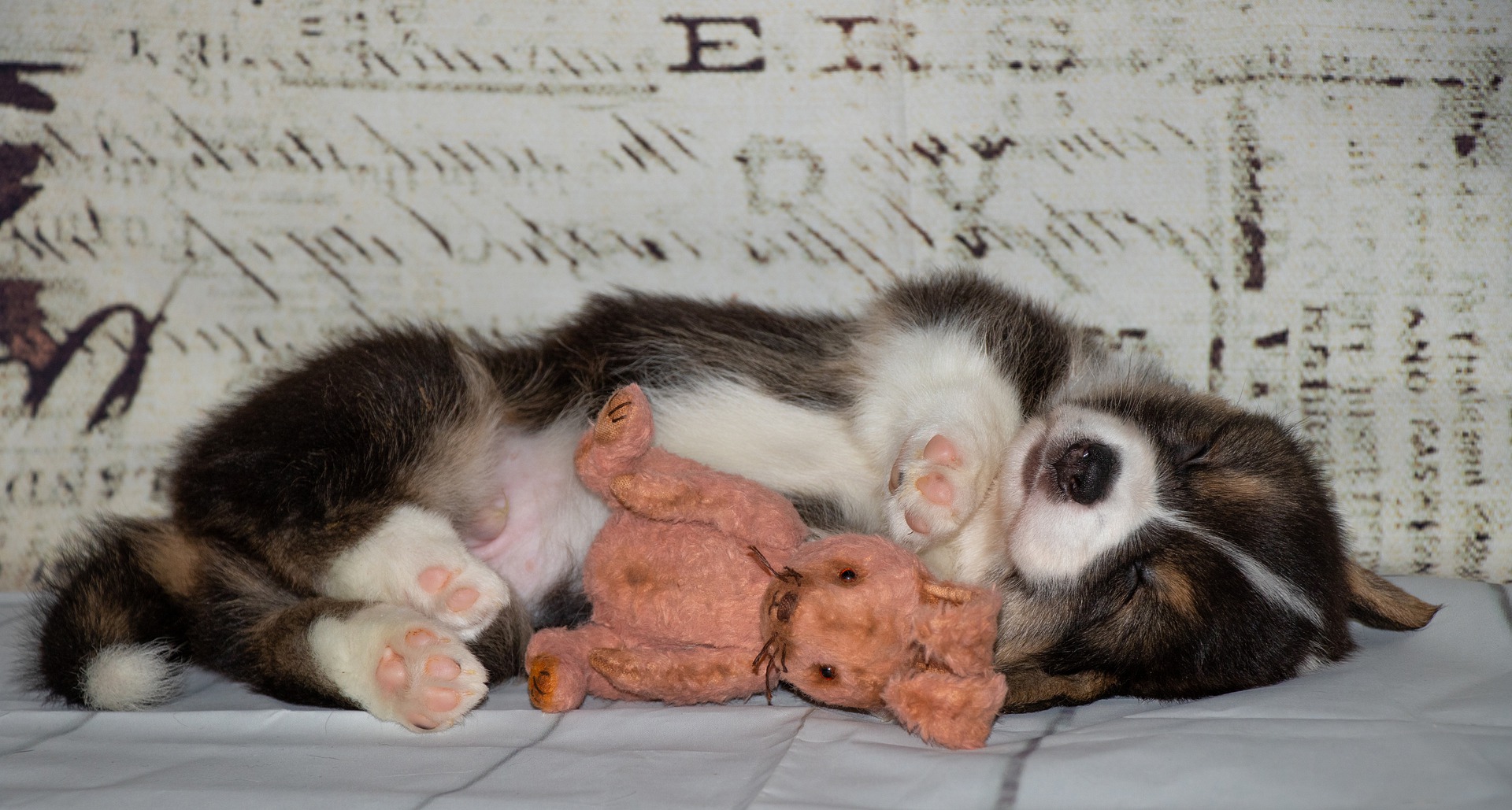 Najlepsze zabawki dla szczeniaka – jakie warto kupić?