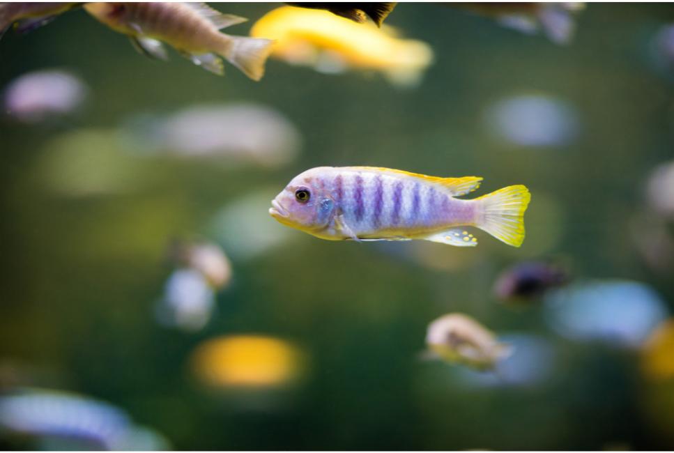 Pyszczaki - różnorodne i kolorowe ryby w twoim akwarium