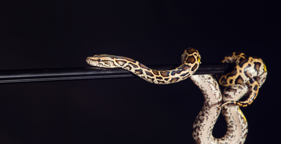 Pyton tygrysi - kompletny opis gatunku