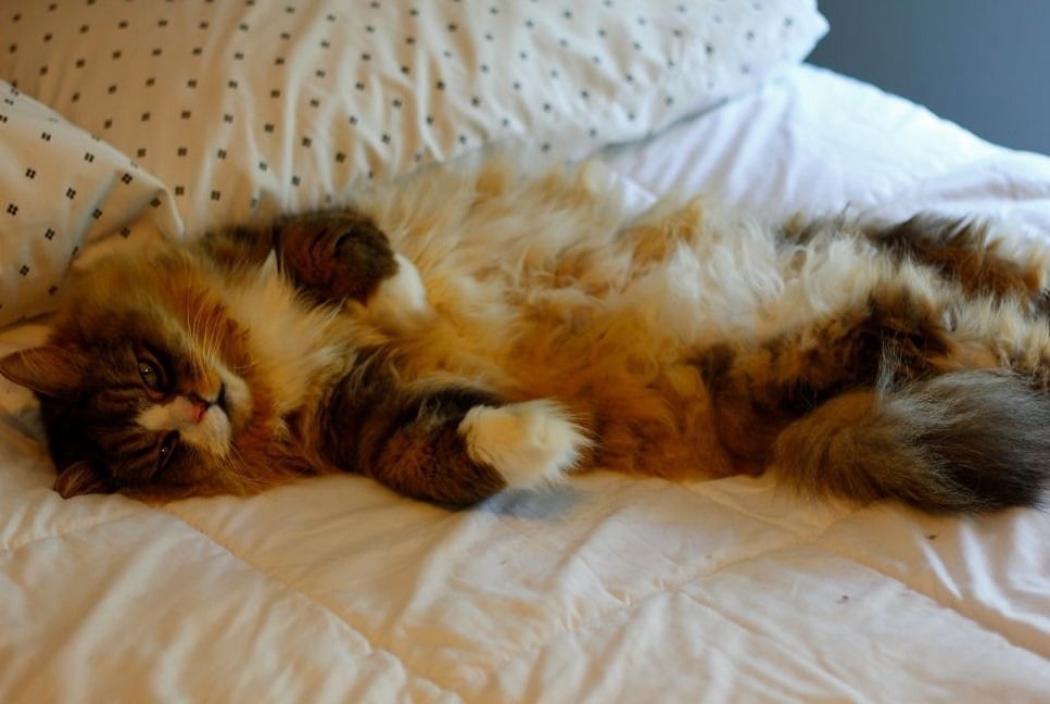 Kot Ragamuffin, czyli potomek ragdolla