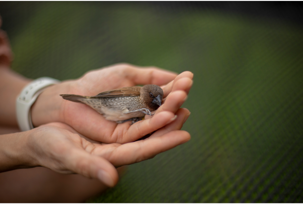 Ranny ptak - co robić? Jak pomóc?