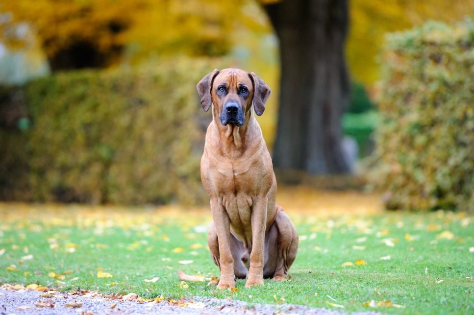 Rhodesian ridgeback (afrykański pies na lwy) – pies z pręgą na grzbiecie – Encyklopedia ras