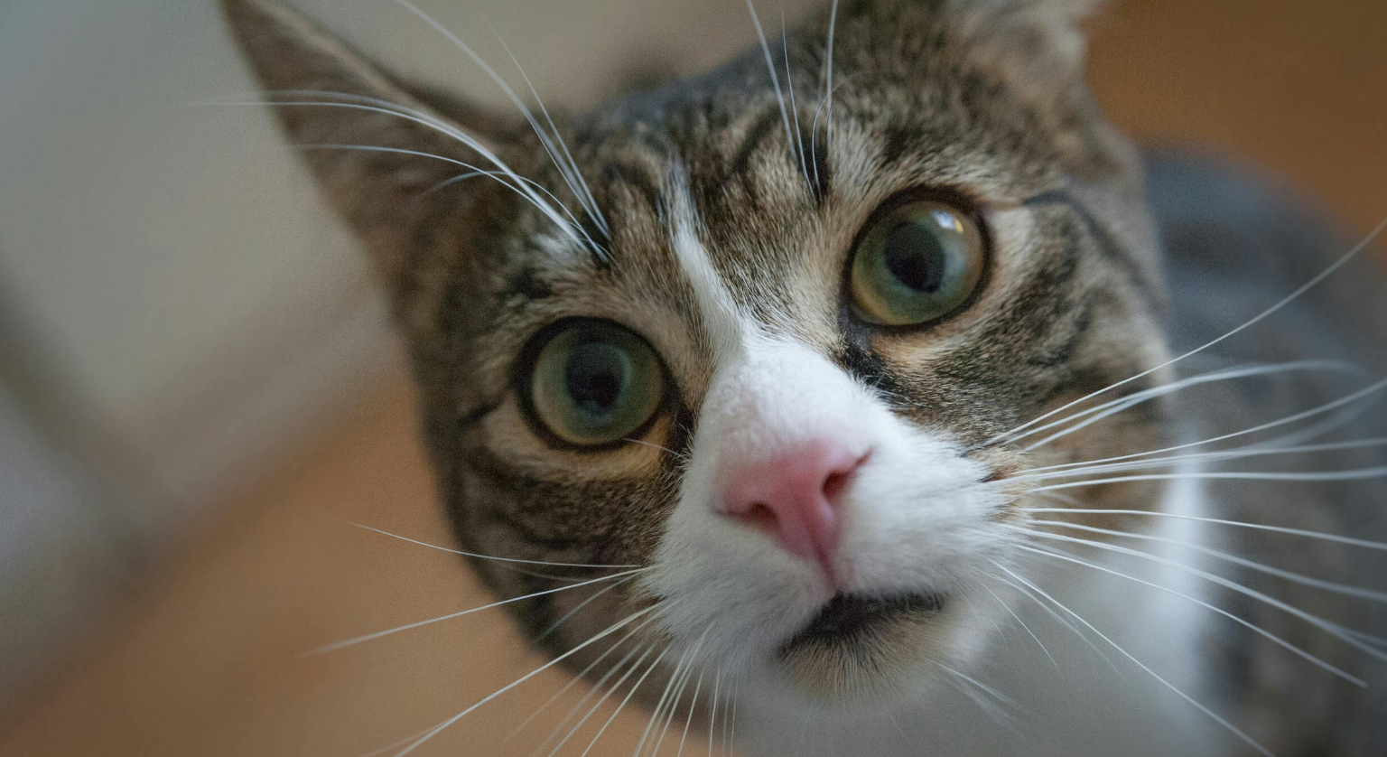 Ropiejące oczy u kota: czym przemywać i jak wyleczyć?