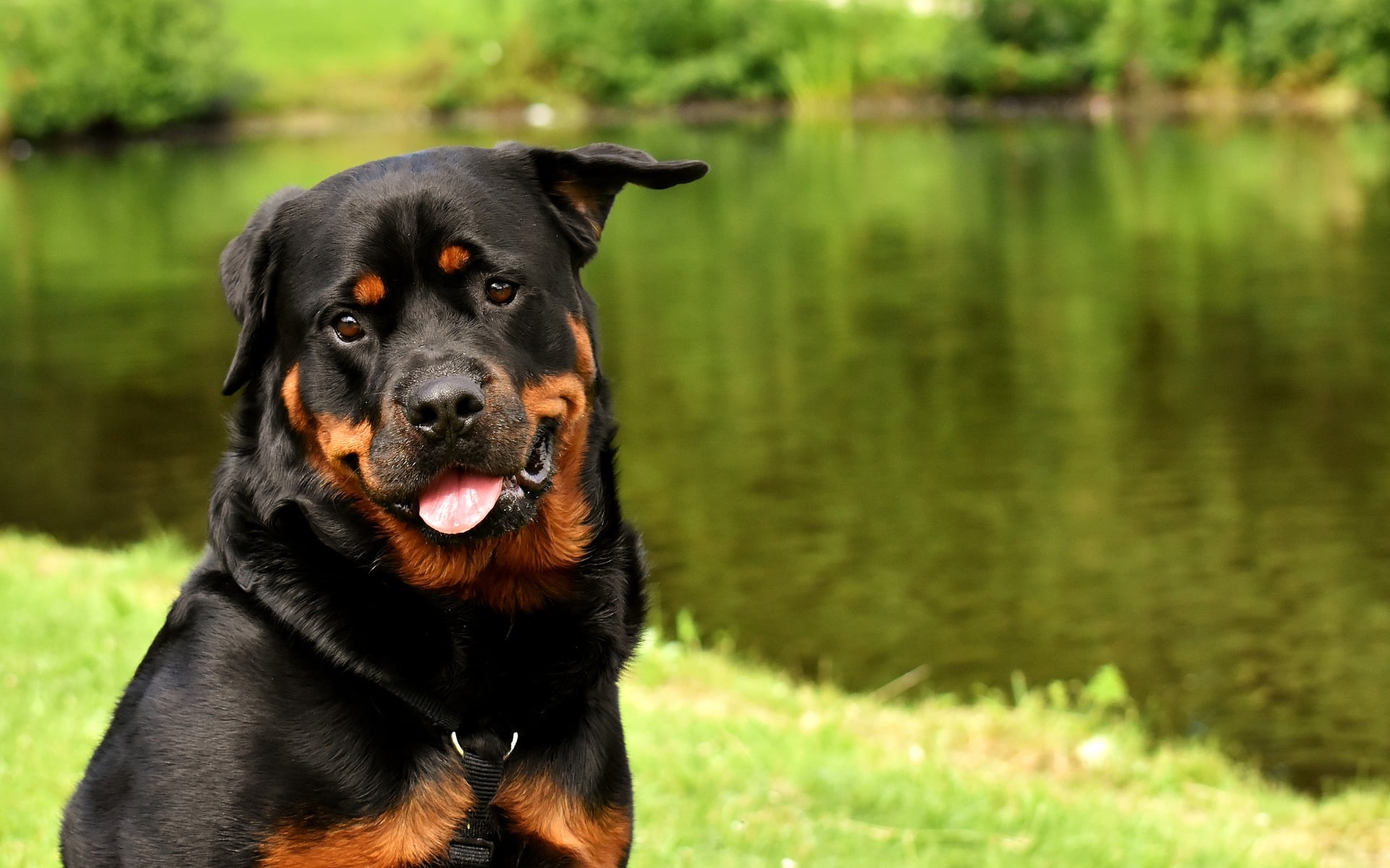 Rottweiler – najważniejsze informacje o rasie