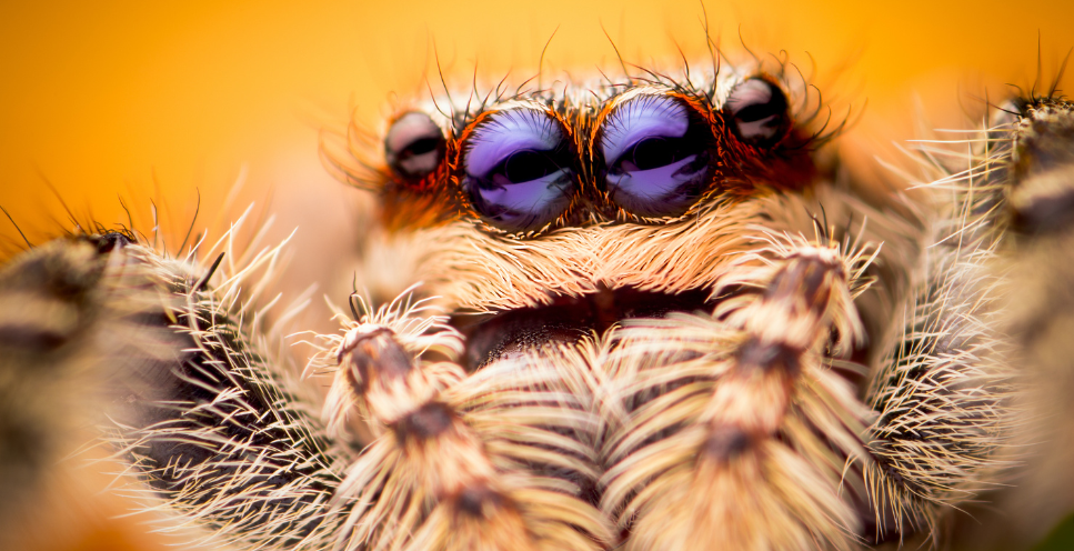 Rozciągnik mchuś (Marpissa muscosa) - największy z polskich skakunów
