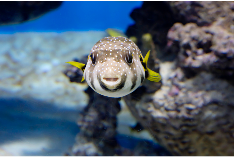 Rozdymki - co musisz wiedzieć przed rozpoczęciem hodowli?