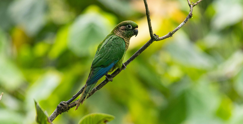 Papuga rudosterka - poznaj bystrą papugę z Ameryki