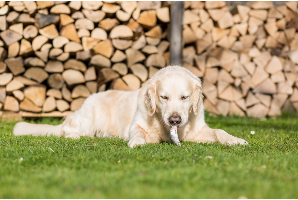 Czy pies może jeść rybę? Wszystko, co musisz wiedzieć o rybnej diecie psa