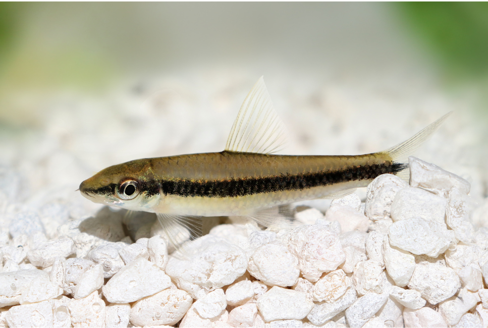 Kosiarka ryba (grubowarg syjamski) – najważniejsze informacje o gatunku