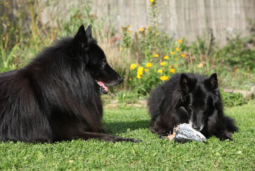 Czy ryby dla psa są konieczne w jego diecie?