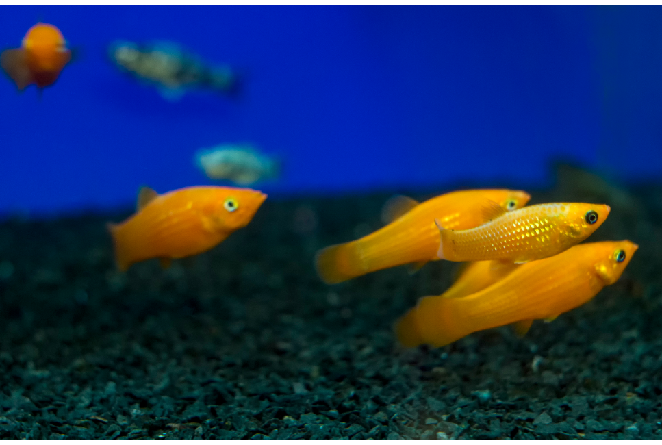 Molinezja - podstawowe porady o hodowli tej rybki