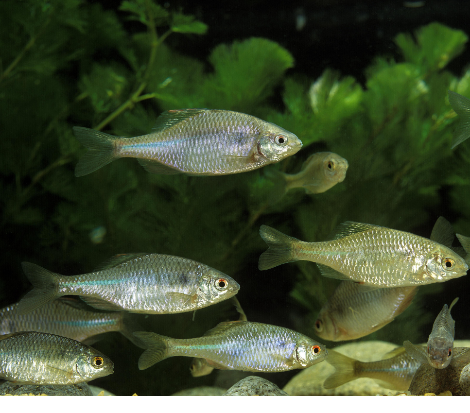 Różanka pospolita - kolorowe urozmaicenie akwarium