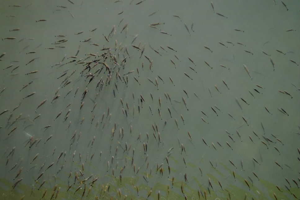 Tarło ryb - najważniejsze informacje i terminy