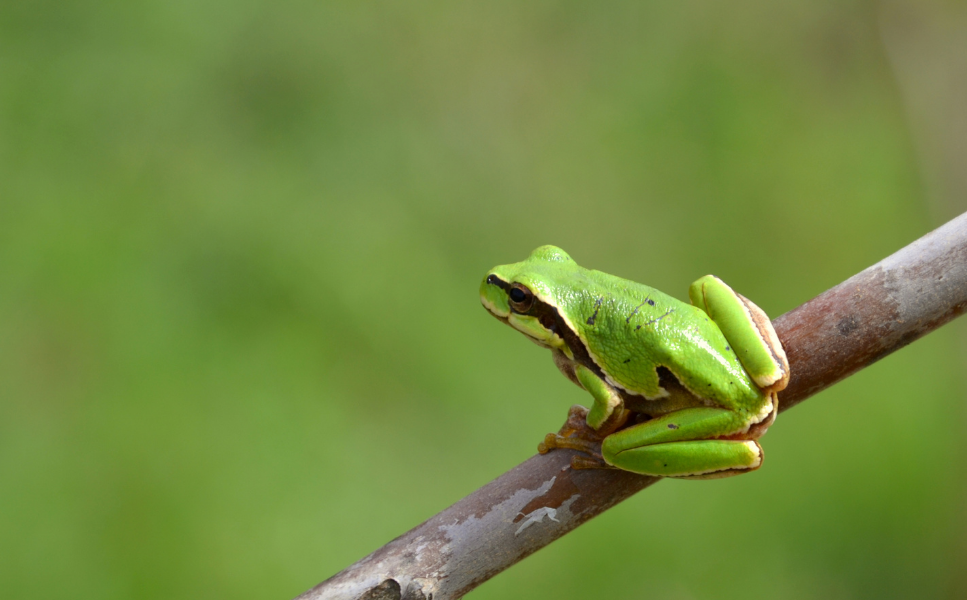 Rzekotka zielona – najważniejsze informacje