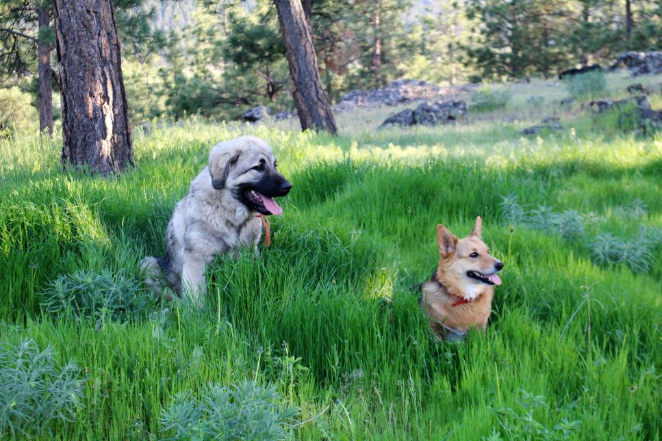 Sarplaninac (owczarek jugosłowiański) – Encyklopedia psów