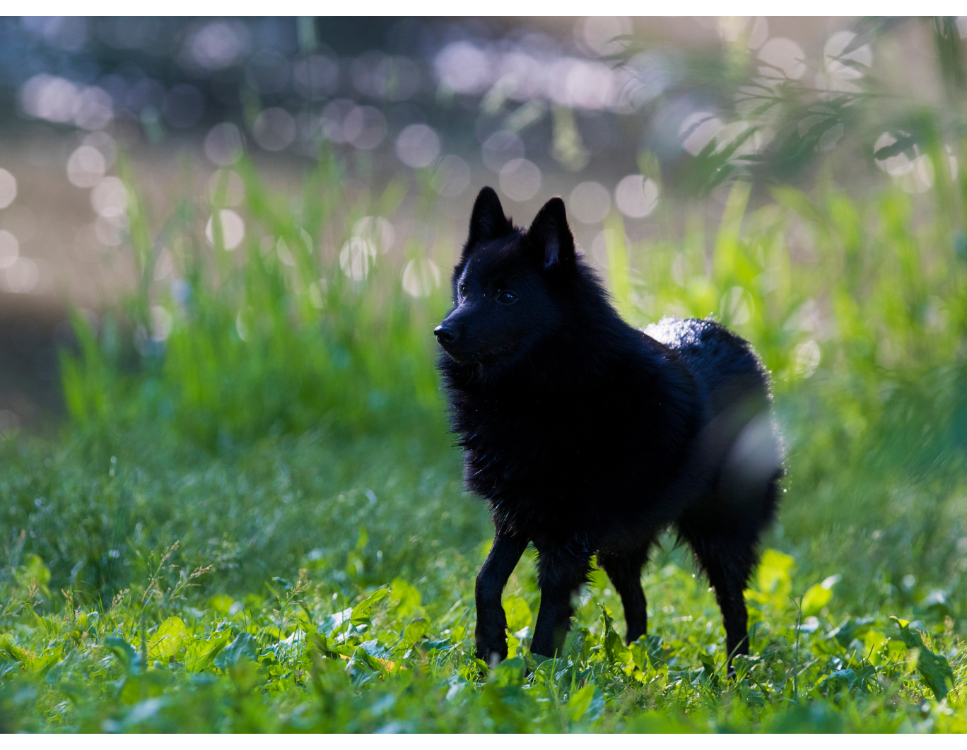 Schipperke - najważniejsze informacje o rasie. Encyklopedia psów