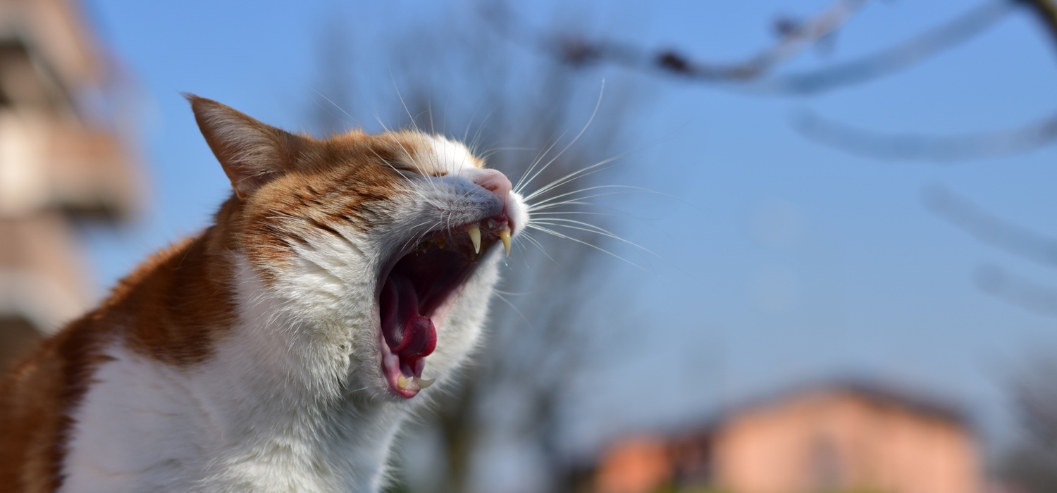 Źródło: Freepik