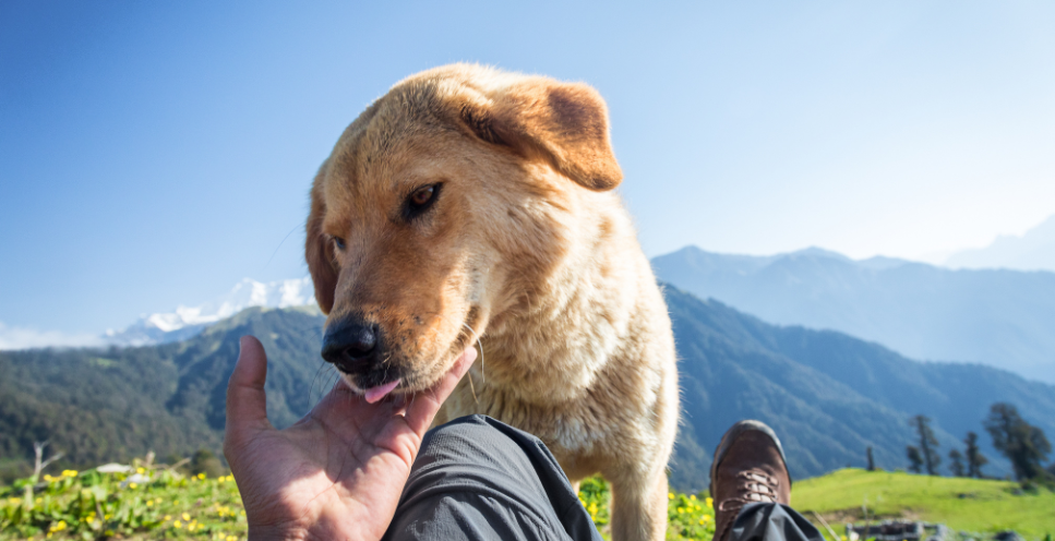 Czym jest ser himalajski dla psów i czy warto go im podawać?