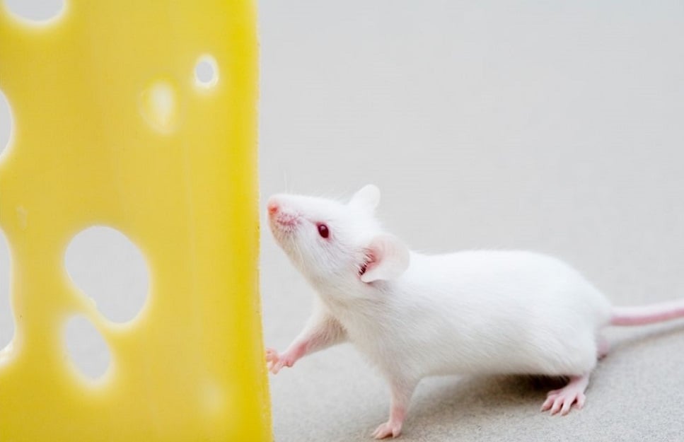 Czy myszy jedzą ser? Poznaj żywienie myszy