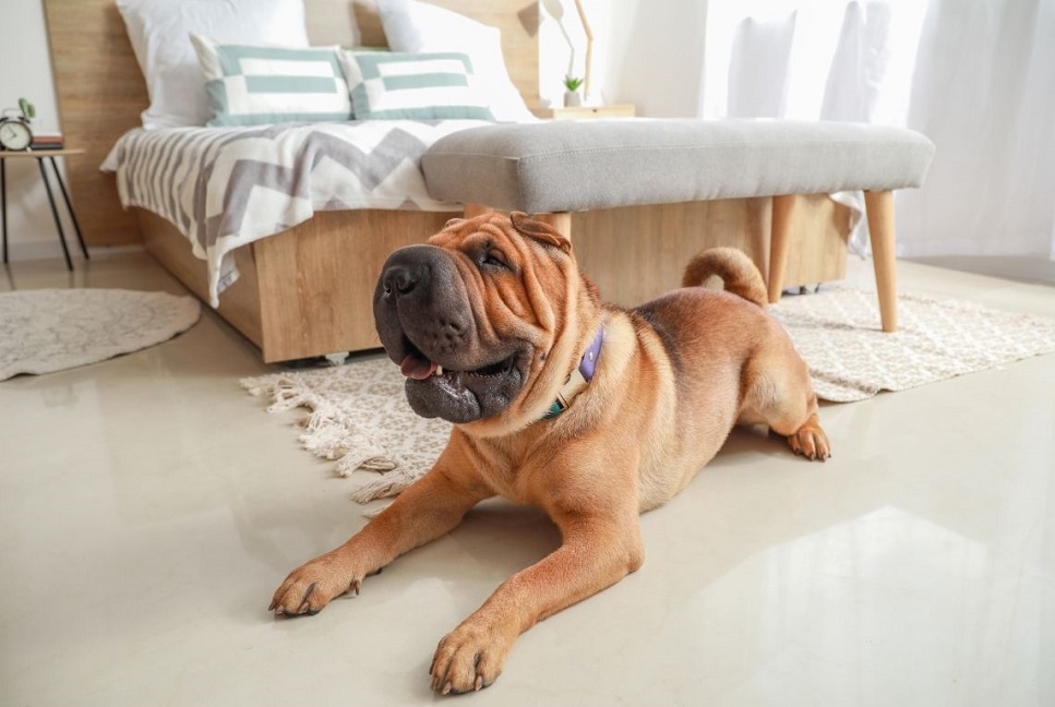 Shar pei  (Szarpej) – najważniejsze informacje o rasie