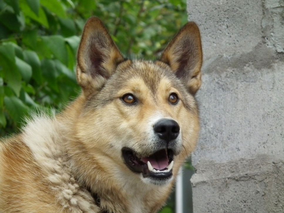 Shikoku (Shikoku inu) – Encyklopedia psów