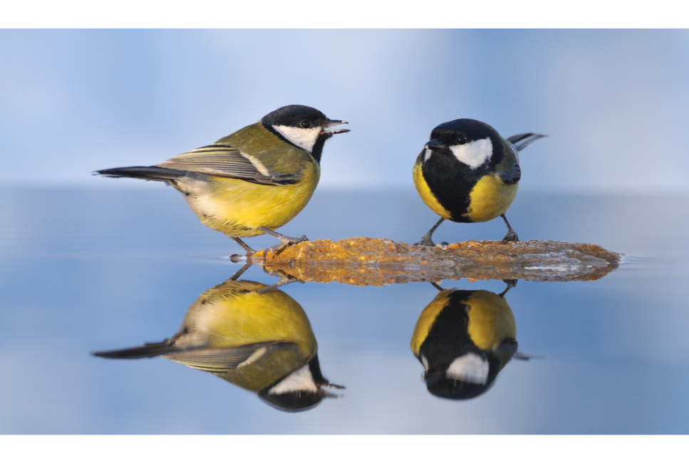 Sikorki - najważniejsze informacje o gatunkach tych ptaków