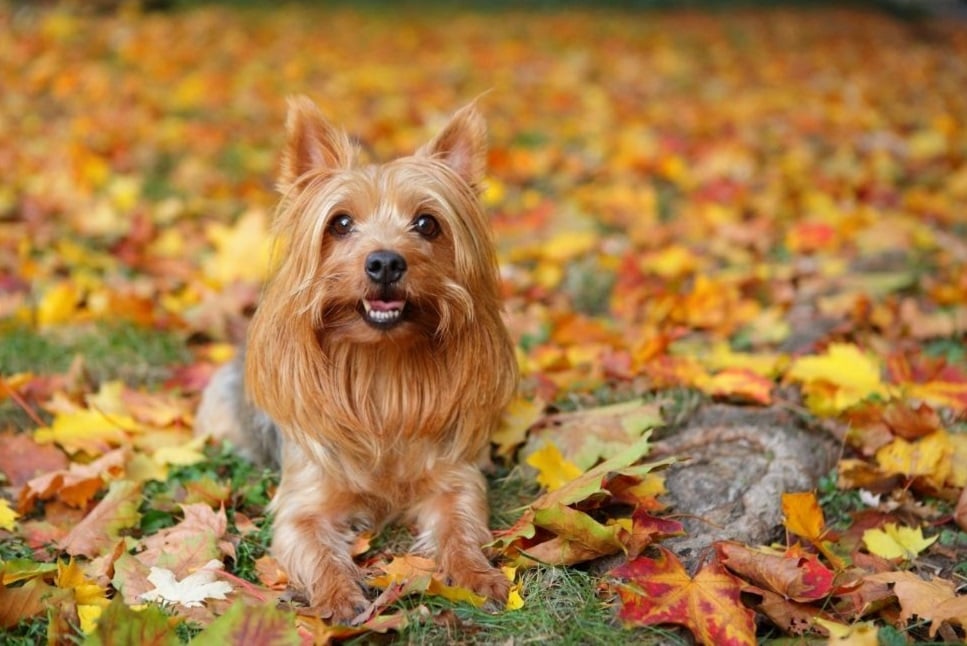 Australijski silky terrier (Australian silky terrier)  - Encyklopedia ras