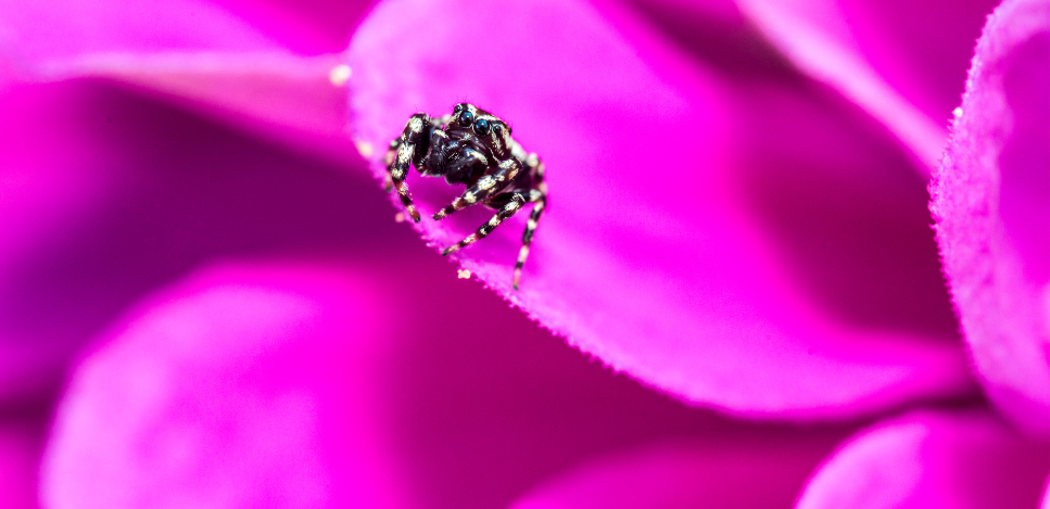 Skakunowate (Salticidae) - o skakunach w Polsce!