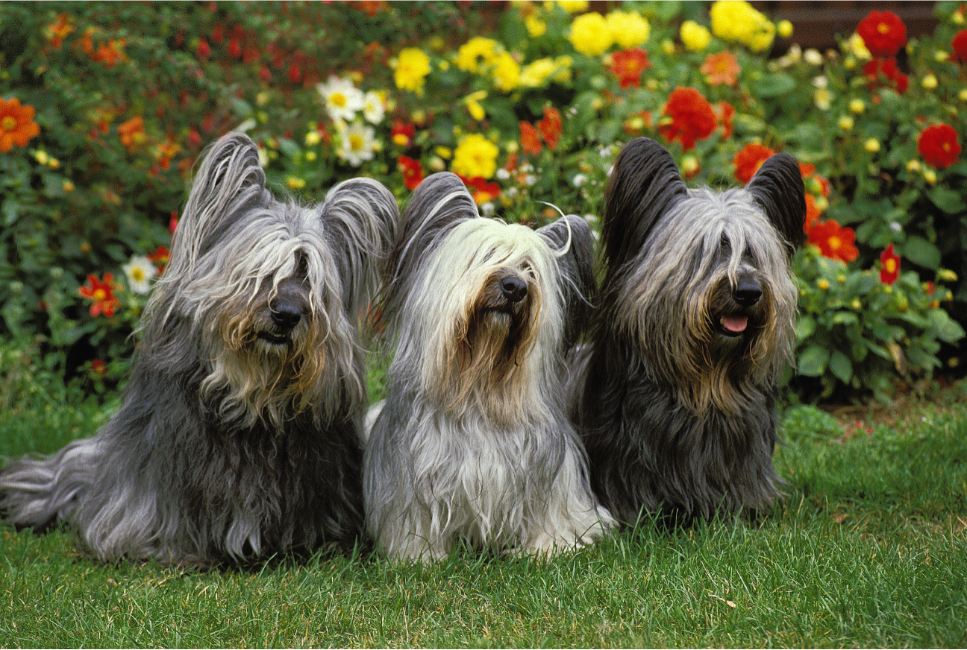 Skye terrier – encyklopedia psów